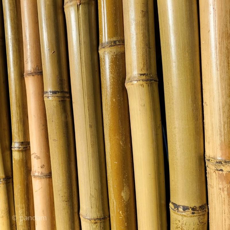 Panneau bambou naturel georgie