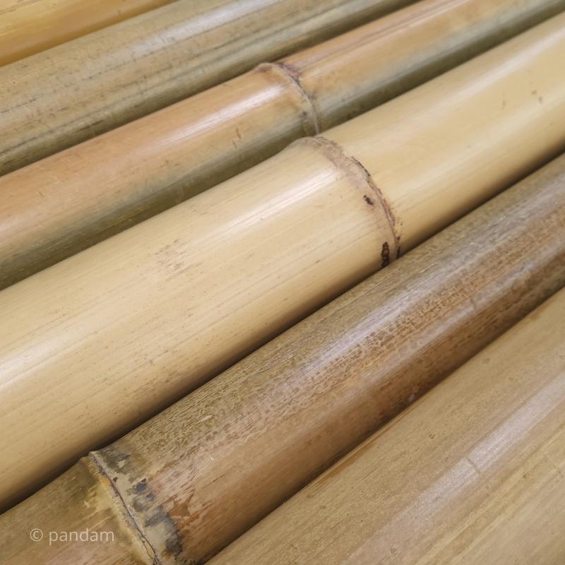 Tige de bambou Moso gros diamètre