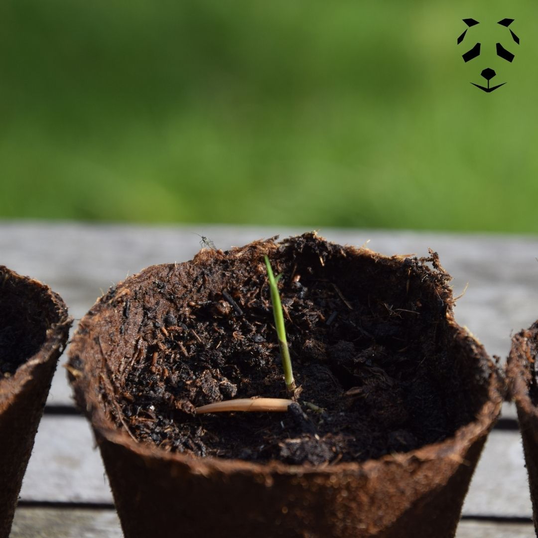 Germination des graines de bambou Gigantochloa bicolor dans des petits pots.