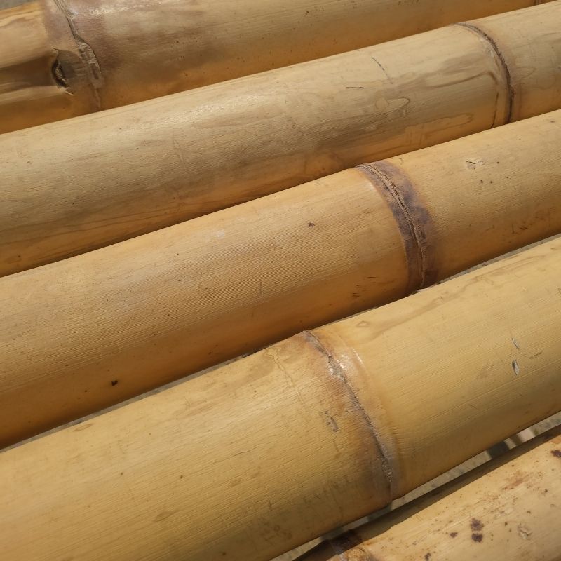 Le bambou est-il vraiment un bois ?