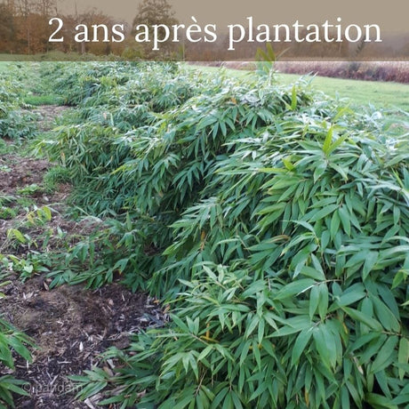 Plant bambou Moso (Phyllostachys edulis)