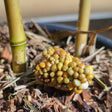 engrais pour bambou en pot