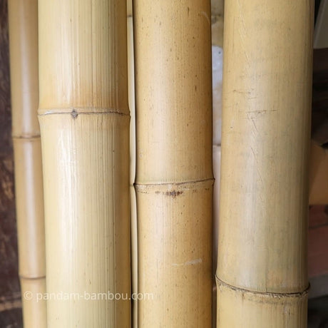 Tige de bambou naturel Moso