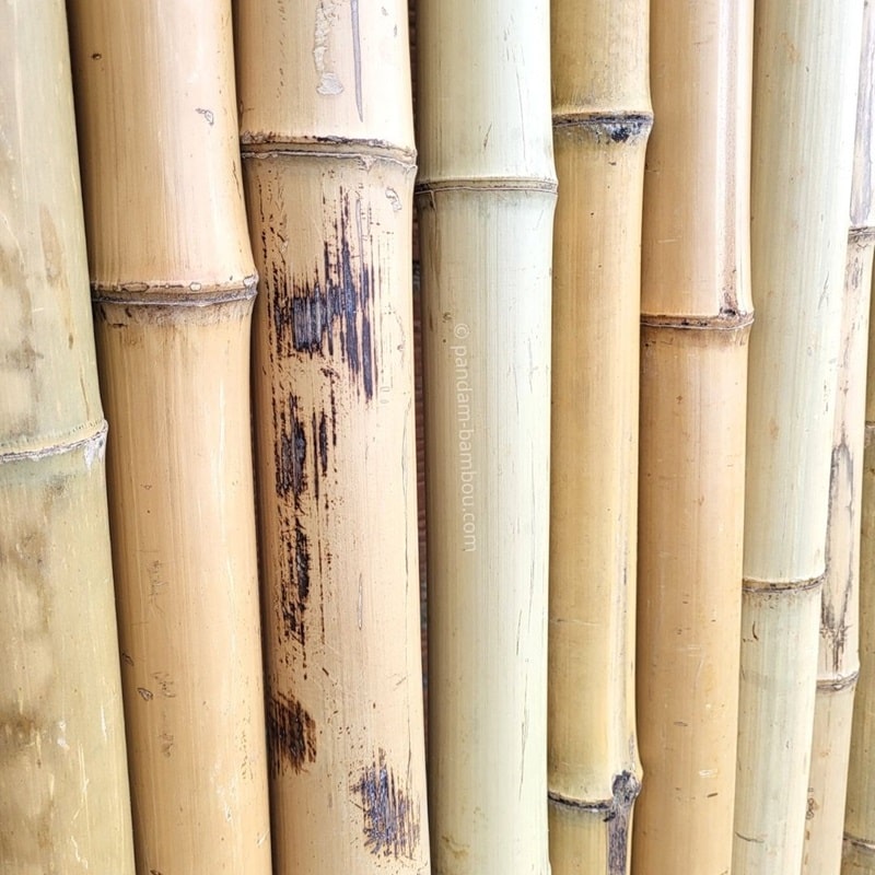 Rebut - Tige de bambou Déclassée - Prix cassé à -35%