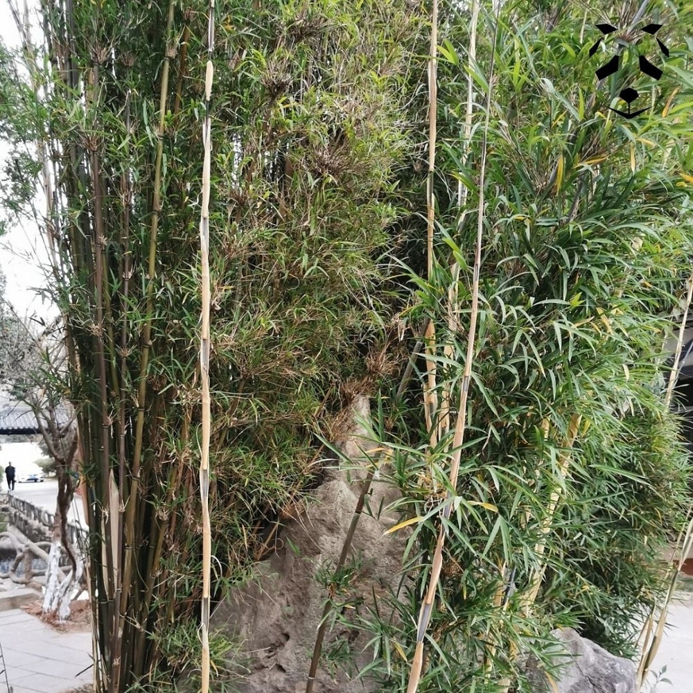 Graines de bambou Fargesia Southern Yunnan