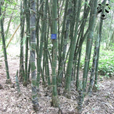 Graines de bambou Bambusa tulda