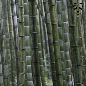 Pack découverte Graines de bambou