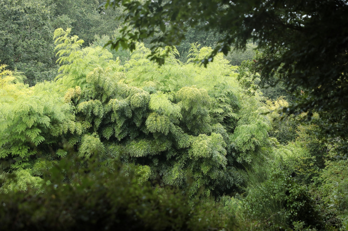Forêt de bambou géant Phyllostachys edulis en Bretagne
