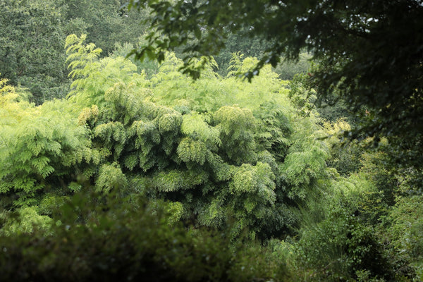 Forêt de bambou géant Phyllostachys edulis en Bretagne