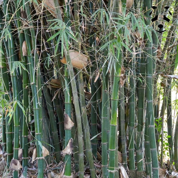Graines de bambou Bambusa lapidea | Non traçant