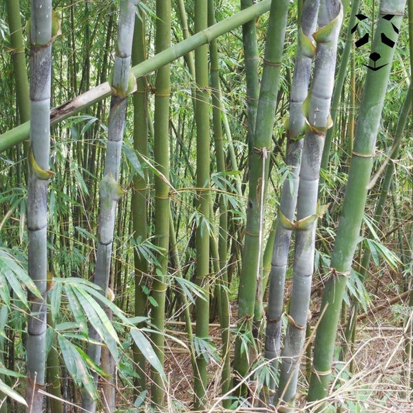 Bambusa longinternode