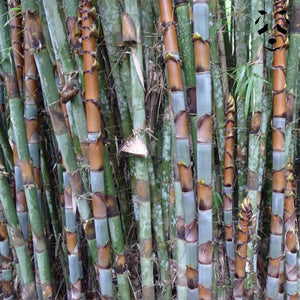 Graines de bambou Cephalostachyum pergracile