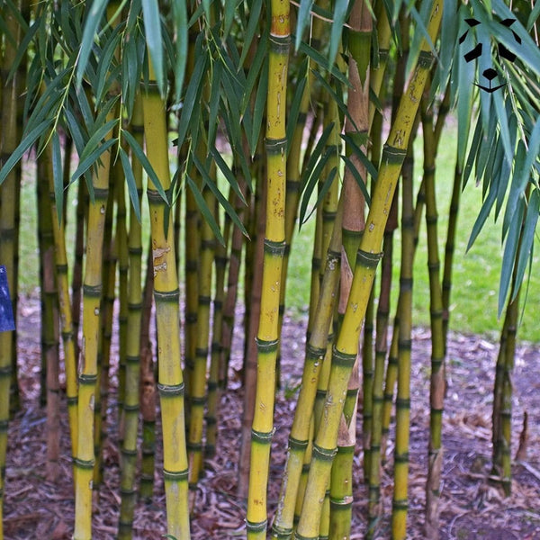 Chusquea gigantea