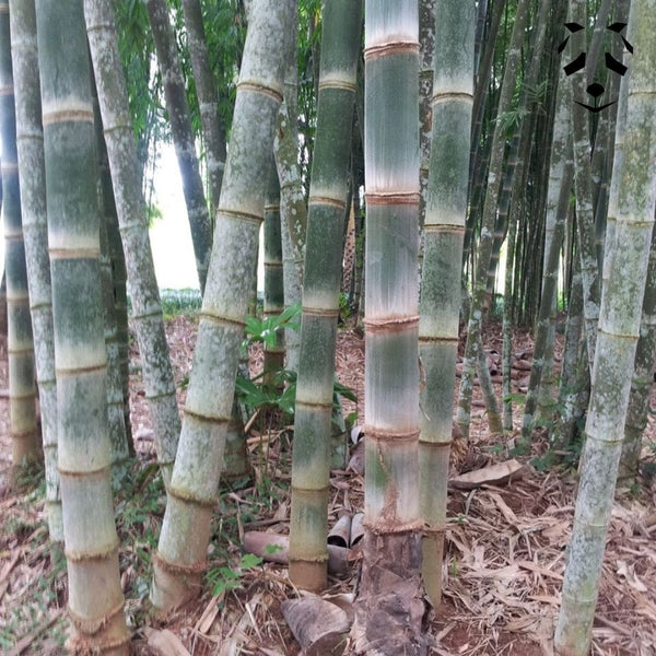 Graines de bambou Dendrocalamus asper
