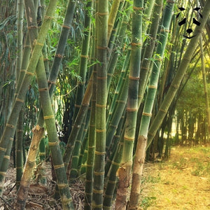 Graines de bambou Dendrocalamus Barbatus | Non traçant