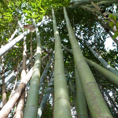 Graines de bambou Dendrocalamus latiflorus