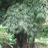Graines de bambou Dendrocalamus membranaceus