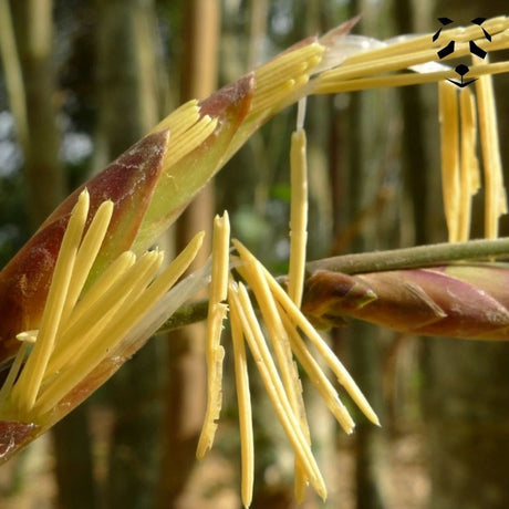 Graines de Dendrocalamus sinicus