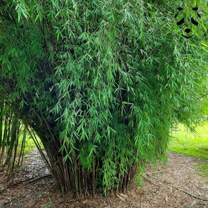 Graines de bambou Fargesia angustissima | Non traçant