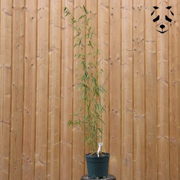 bambou fargesia robusta campbell