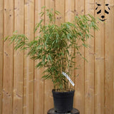 jeune plant bambou fargesia rufa