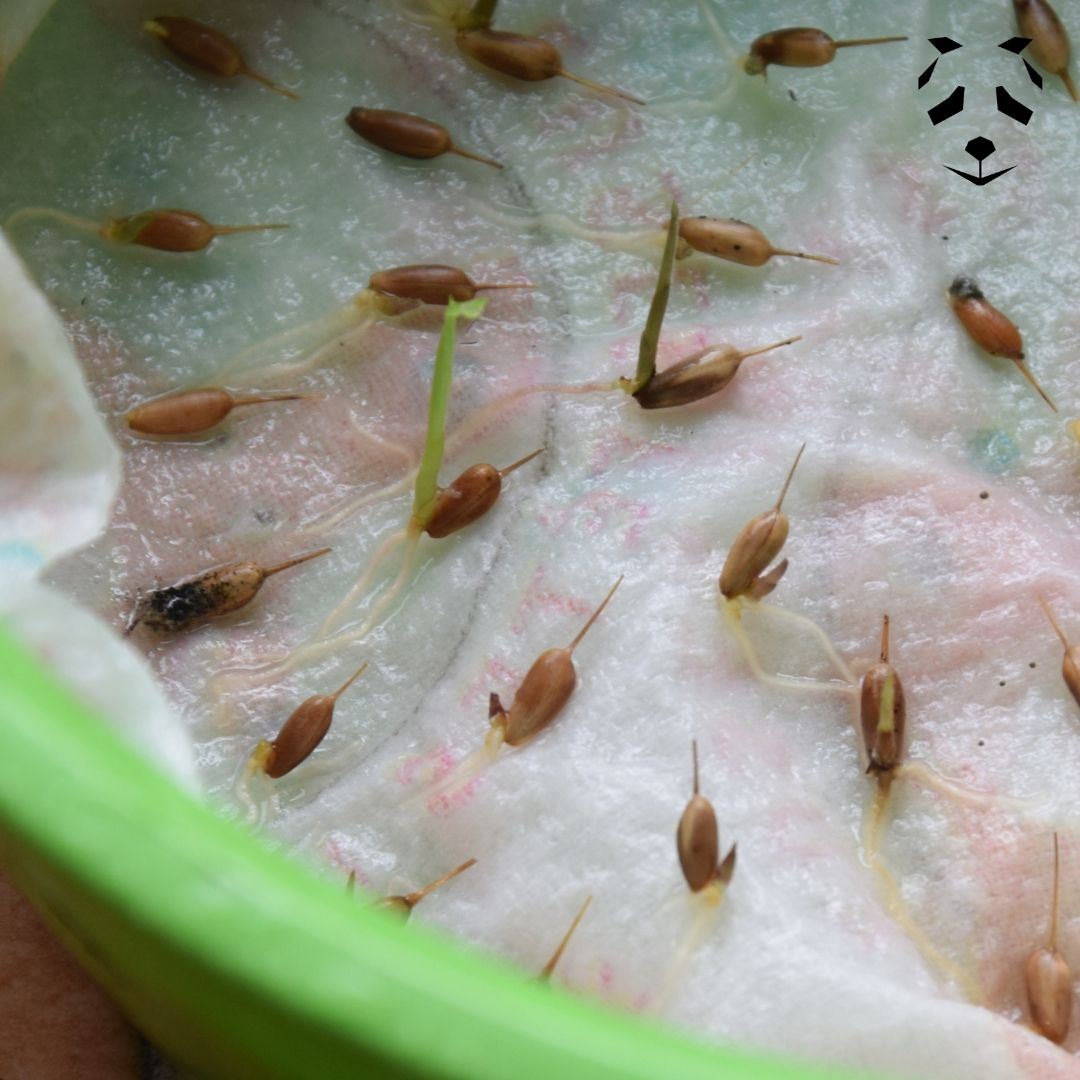 Germination des graines de bambou Cephalostachym pergracile