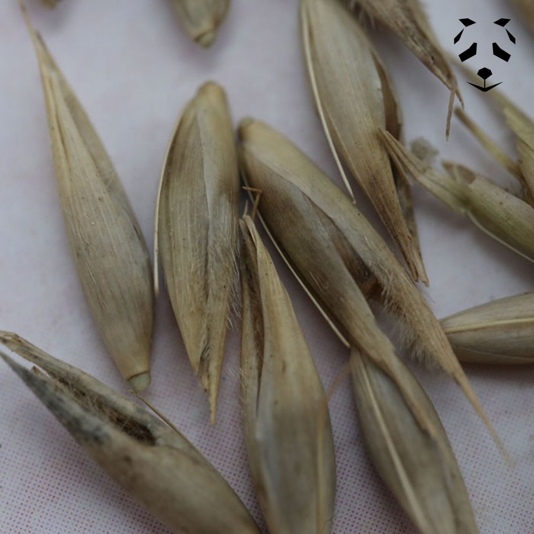 300 Graines De Bambou Phyllostachys Pubescens - Pour Jardin, Bonsaï, Décoration Intérieure
