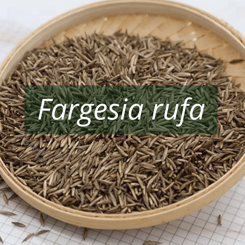 Graines de Bambou Fargesia rufa | Non Traçant