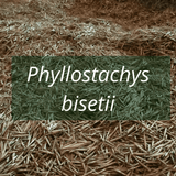 Graines de bambou Phyllostachys bisetii
