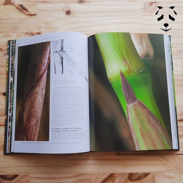 Livre bambous rustiques