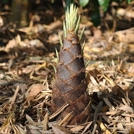 Pousse de bambou