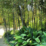 bambou noir phyllostachys nigra