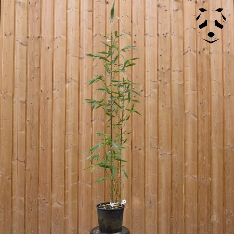 plant bambou semiarundinaria fastuosa