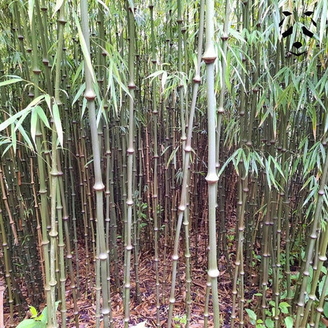 Chimonobambusa tumidissinoda 'Microphylla' | Bambou Original et très Graphique