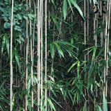 Pseudosasa japonica | Bambou idéal pour un brise-vue