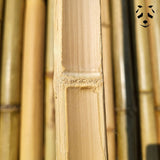 tige de bambou égalisée
